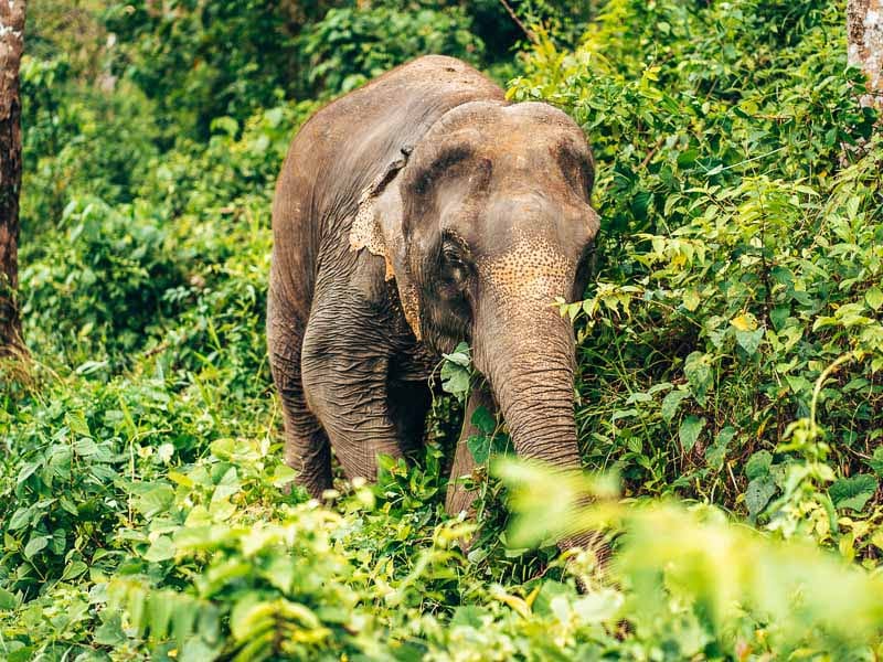 phuket elephant home